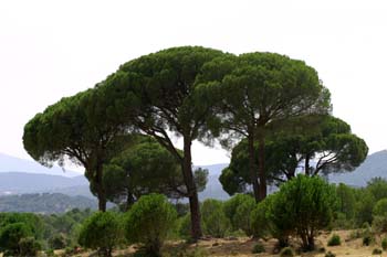 Pino piñonero-Porte (Pinus pinea)