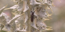 Longicorno de los cardos (Agapanthia anularis)