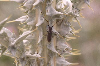 Longicorno de los cardos (Agapanthia anularis)