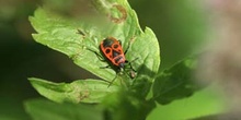 Chinche roja (Pyrrhocoris apterus)