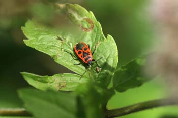 Chinche roja (Pyrrhocoris apterus)