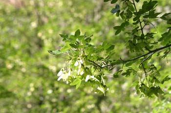 Arce de Montpellier - Hoja (Acer monspessulanum)