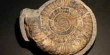 Bisulcatus (Ammonites) Jurásico