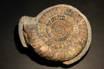 Bisulcatus (Ammonites) Jurásico