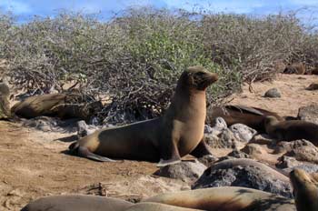 Colonia de lobos marinos en Isla Lobos, Ecuador