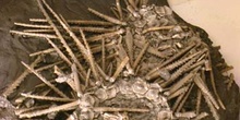 Erizo (Equinodermo) Carbonífero