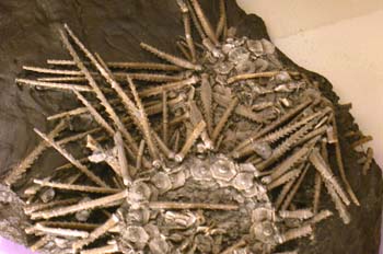 Erizo (Equinodermo) Carbonífero