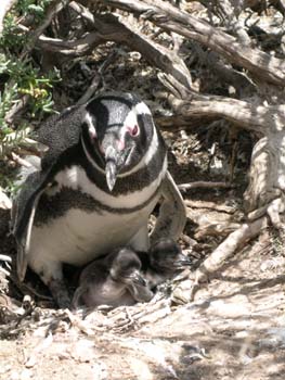 Pingüinos de Magallanes, Argentina