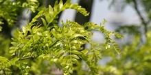 Pan y quesillos - Hoja, flor, fruto (Robinia pseudoacacia)