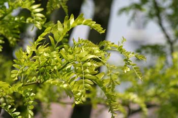 Pan y quesillos - Hoja, flor, fruto (Robinia pseudoacacia)