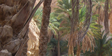 Palmeras, Oasis de montaña, Chébika, Túnez