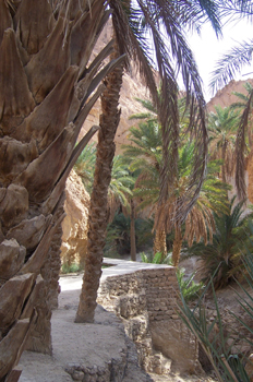 Palmeras, Oasis de montaña, Chébika, Túnez