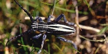 Longicornio zapador (Dorcadion abulense)