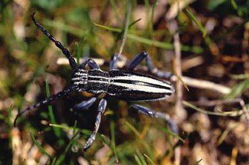 Longicornio zapador (Dorcadion abulense)