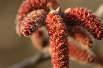 álamo blanco - Flor masc. (Populus alba)