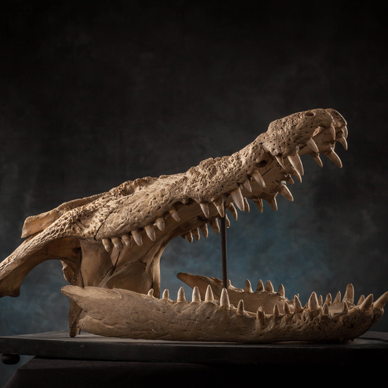 IES_SANISIDRO_MUSEO_Zoolgía_128