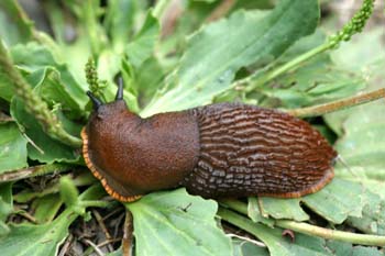 Babosa común - Forma naranja (Arion ater)