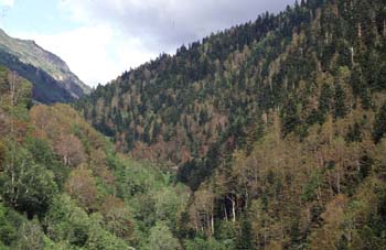 Abeto blanco - Bosque (Abies alba)
