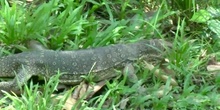 Lagarto monitor acuático Varanus salvator (Laurenti, 1768)