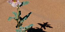 Flor en el desierto, Namibia