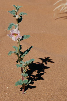 Flor en el desierto, Namibia