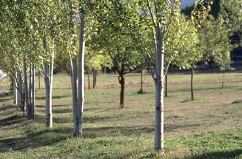 álamo blanco - Porte (Populus alba)