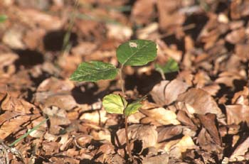 Haya - Planta jóven (Fagus silvatica)