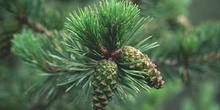 Pino negro - Piñas/Hojas (Pinus uncinata)