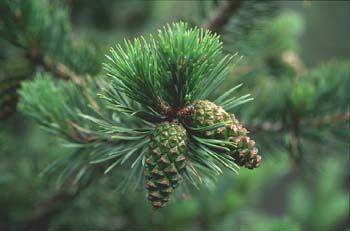 Pino negro - Piñas/Hojas (Pinus uncinata)