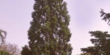 Secuoya gigante - Porte (Sequoiadendron giganteum)