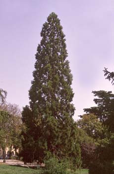 Secuoya gigante - Porte (Sequoiadendron giganteum)