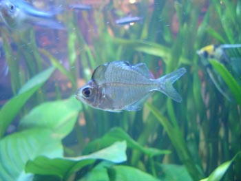 Percoideo australiano ()