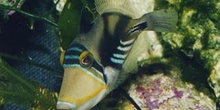 Pez ballesta picasso (Rhineacanthus aculeatus)