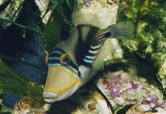 Pez ballesta picasso (Rhineacanthus aculeatus)