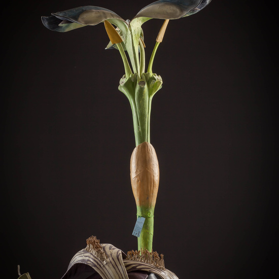 IES_CARDENALCISNEROS_BOTÁNICA_III_MODELOS_036