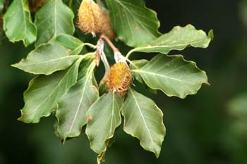 Haya - Fruto (Fagus silvatica)