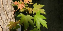 Arce (Acer saccharinum)