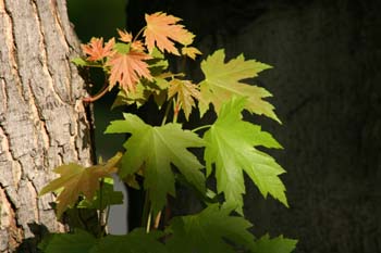 Arce (Acer saccharinum)