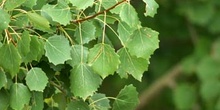 Chopo temblón - Hojas (Populus tremula)