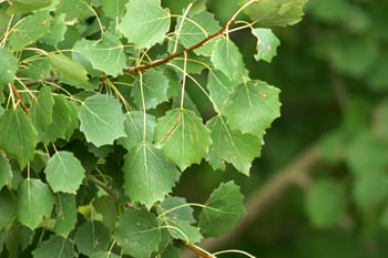 Chopo temblón - Hojas (Populus tremula)