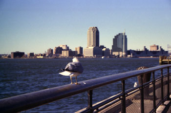 Gaviota, Nueva York, Estados Unidos