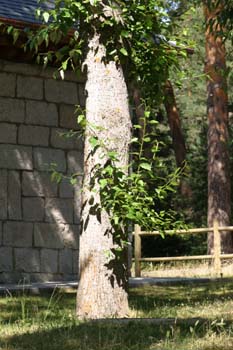 Chopo de Elche (Populus euphratica)