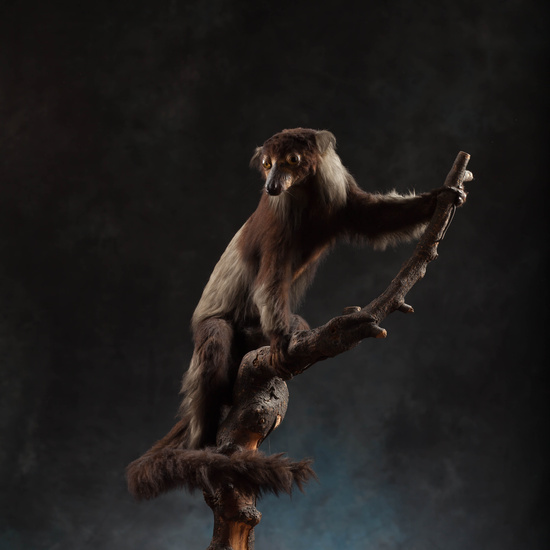 IES_SANISIDRO_MUSEO_Zoolgía_112