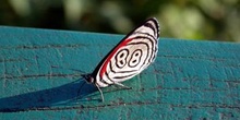 Mariposa (Diaethria clymena)