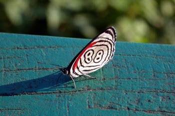 Mariposa (Diaethria clymena)