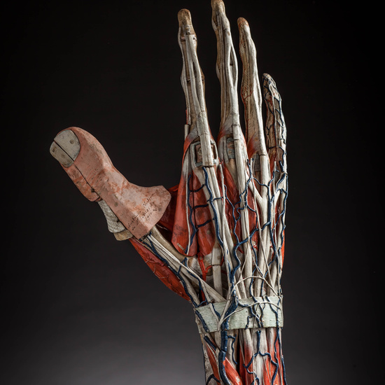 IES_CARDENALCISNEROS_ANATOMIA_MODELOS_024