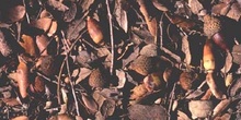 Encina - Suelo (Quercus ilex)