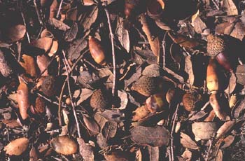 Encina - Suelo (Quercus ilex)