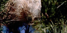 Procesionaria del pino - Nido de orugas (Thaumetopoea pityocampa