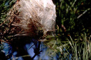 Procesionaria del pino - Nido de orugas (Thaumetopoea pityocampa